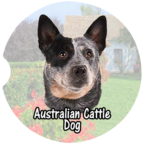 Australian Cattle Dog Car Coasters