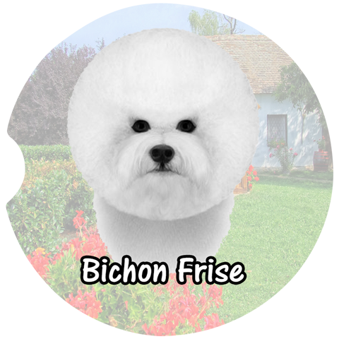 Bichon Frise Car Coasters