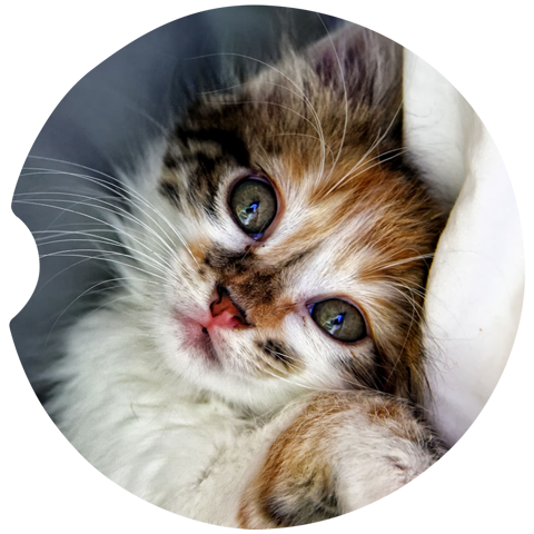 Kitten Car Coasters