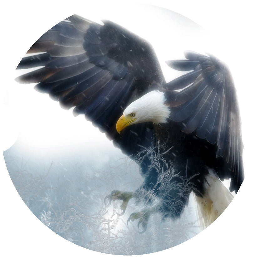 Eagle in Flight Car Coasters
