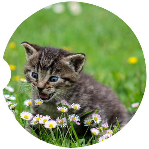 Kitten Car Coasters