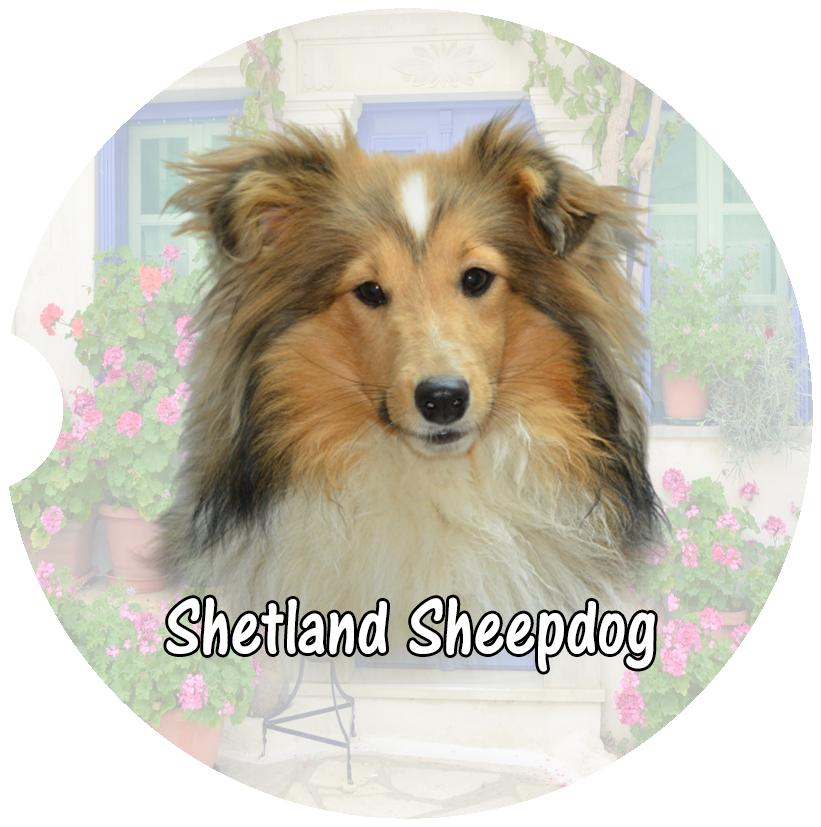 Shetland Sheepdog Car Coasters