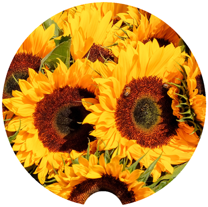 Sunflower Car Coasters
