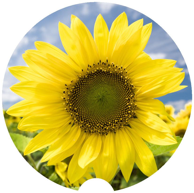 Sunflower Car Coasters