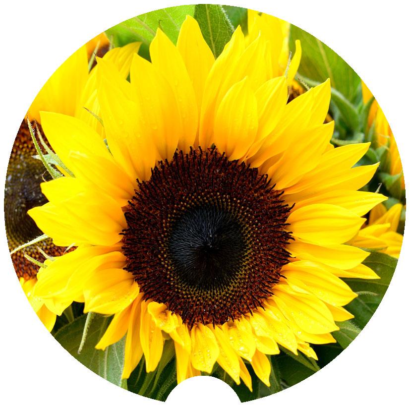 Sunflower Car Coasters