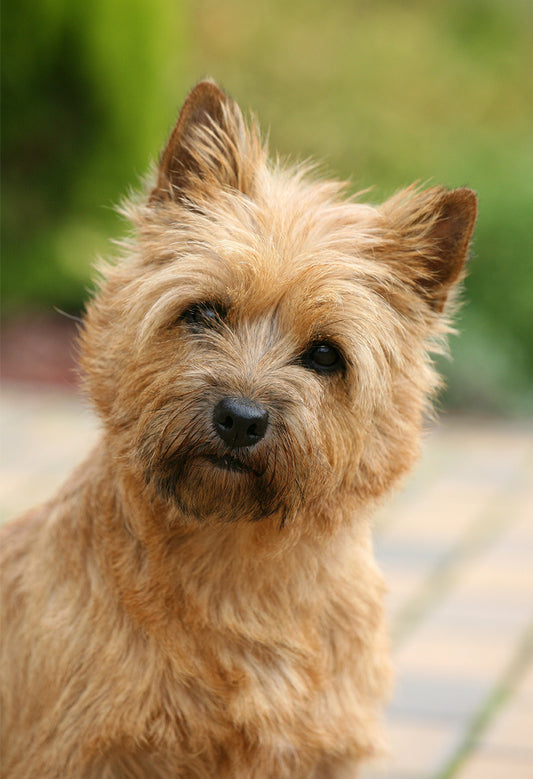 Cairn Terrier Garden Flag