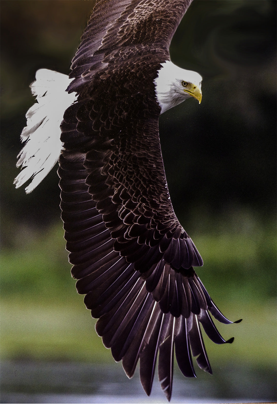 Eagle Garden Flag