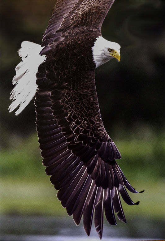 Eagle Garden Flag