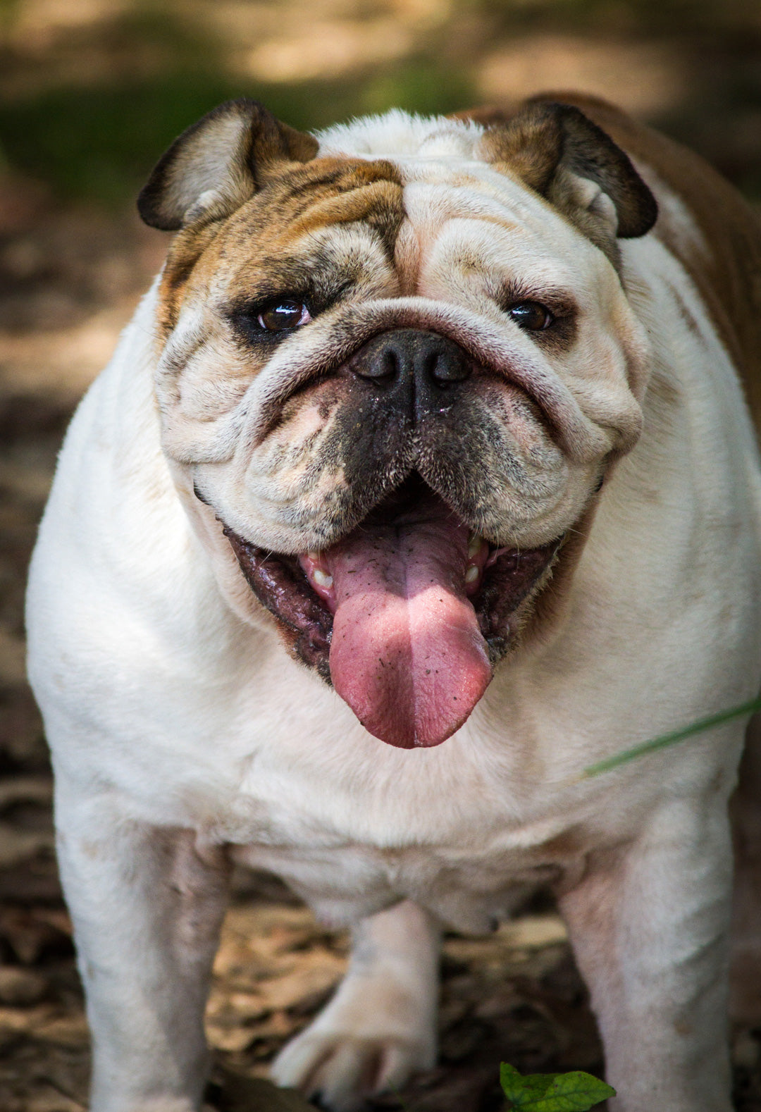 English Bulldog Garden Flag