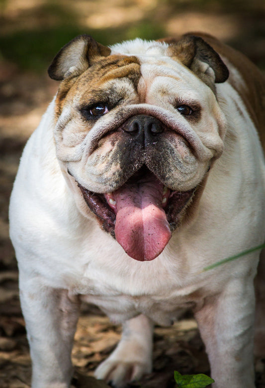English Bulldog Garden Flag