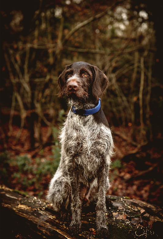 German Wirehaired Pointer Garden Flag
