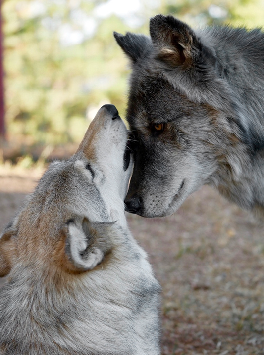 CWWC-Keyni and Makuee Cutting Board