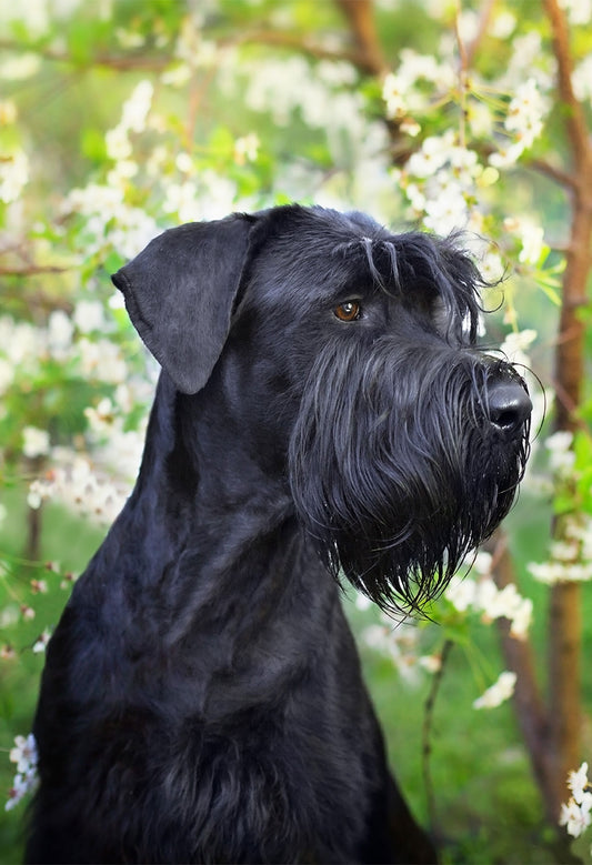 Schnauzer Garden Flag