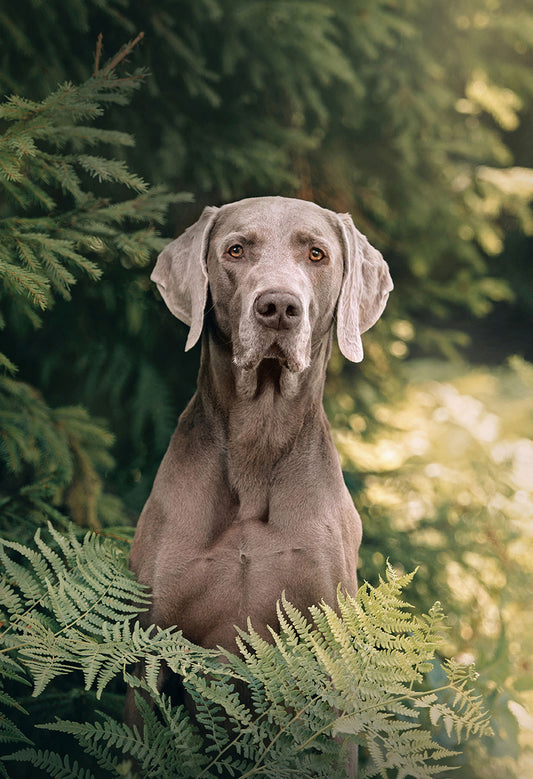 Weimaraner Garden Flag