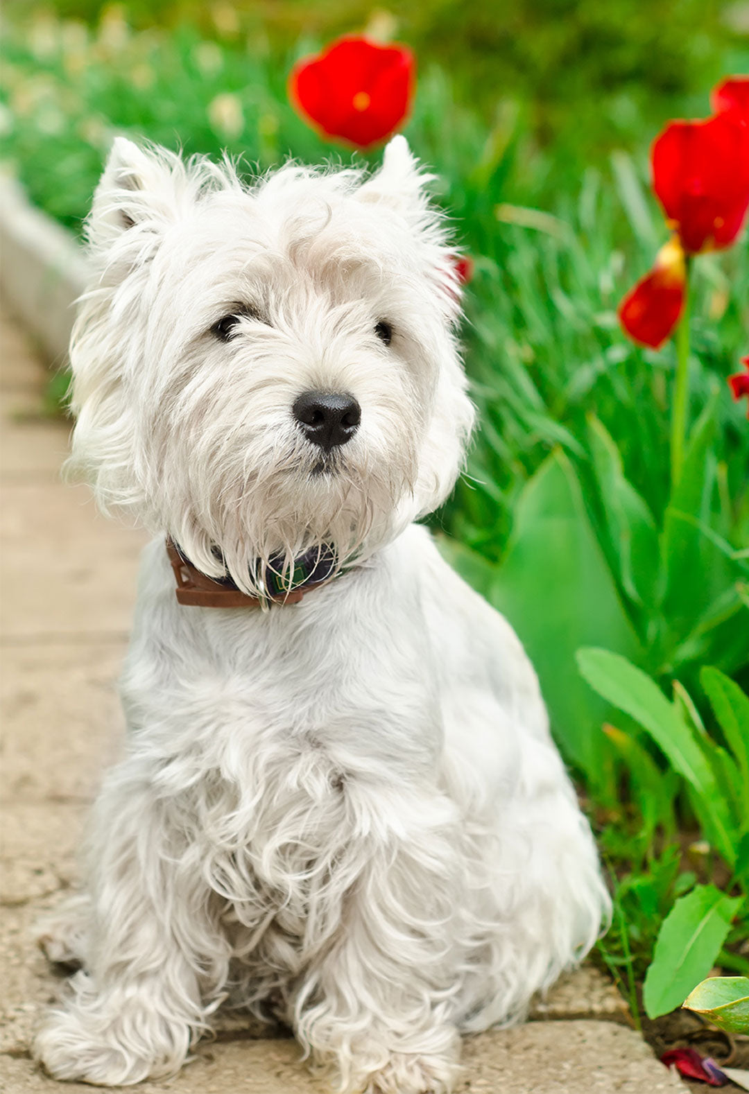 Westie Garden Flag