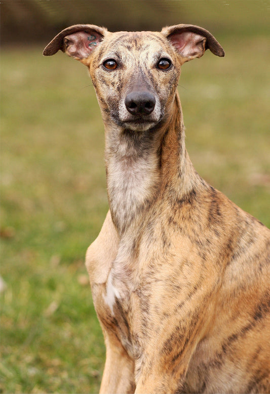 Whippet Garden Flag