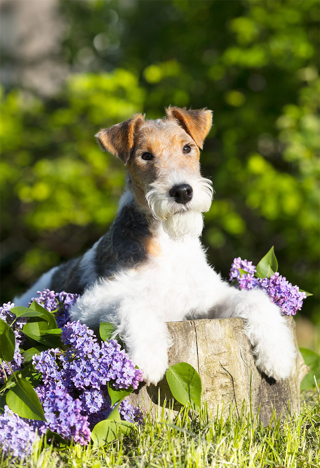 Wire Fox Terrier Garden Flag