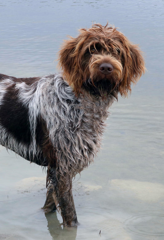 Wirehaired Pointing Griffon Garden Flag