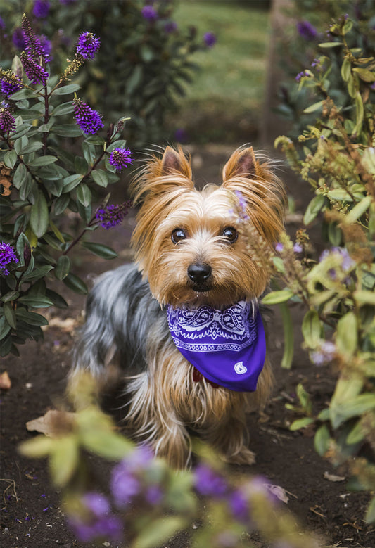 Yorkie Garden Flag